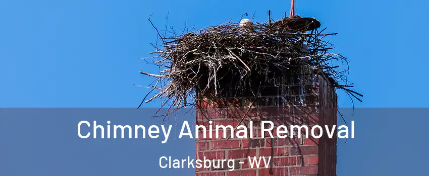  Chimney Animal Removal Clarksburg - WV
